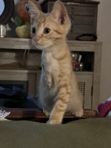 orange kitten sits up in bed, RedRover Happy Tail logo