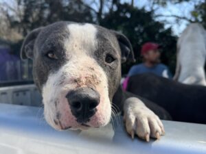 A pittie mix waits in the car at a RedRover Responders and Pretty Pittie Committee Wellness clinic in Alabama