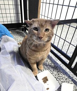 RedRover Responders team at Humane World for Animals deployment - orange cat