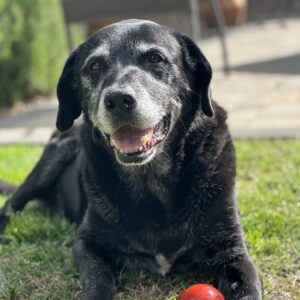 Oscar the RedRover staff dog plays with a red KONG toy