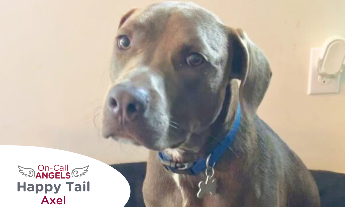 RedRover On-Call Angels Happy Tail logo Axel the terrier - RedRover Relief Grant Recipient