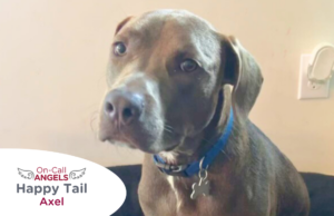 RedRover On-Call Angels Happy Tail logo Axel the terrier - RedRover Relief Grant Recipient