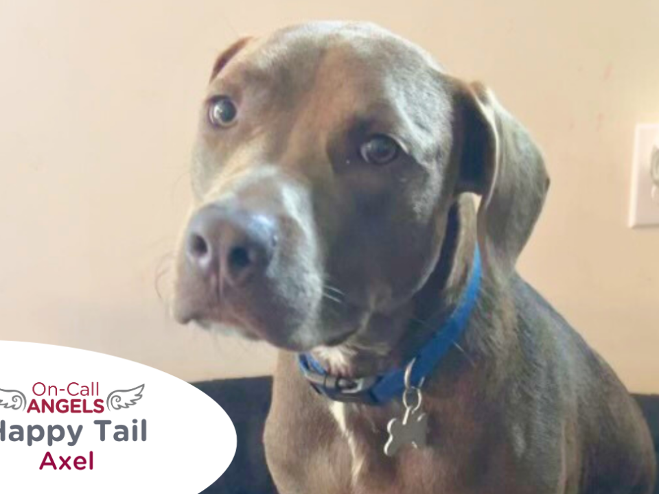 RedRover On-Call Angels Happy Tail logo Axel the terrier - RedRover Relief Grant Recipient