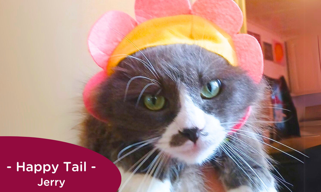 RedRover Happy Tails Logo Jerry the grey cat