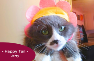 RedRover Happy Tails Logo Jerry the grey cat