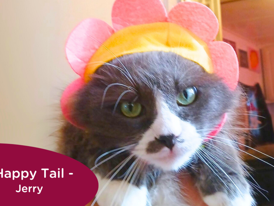 RedRover Happy Tails Logo Jerry the grey cat