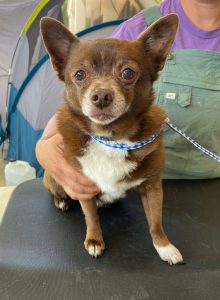 Chihuahua mixed helped by RedRover Responders volunteers and PAWS NE LA
