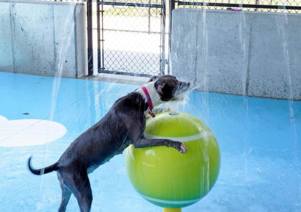 Outdoor dog water play area at Humane Society of Southwest Missouri featured in Kind News magazine