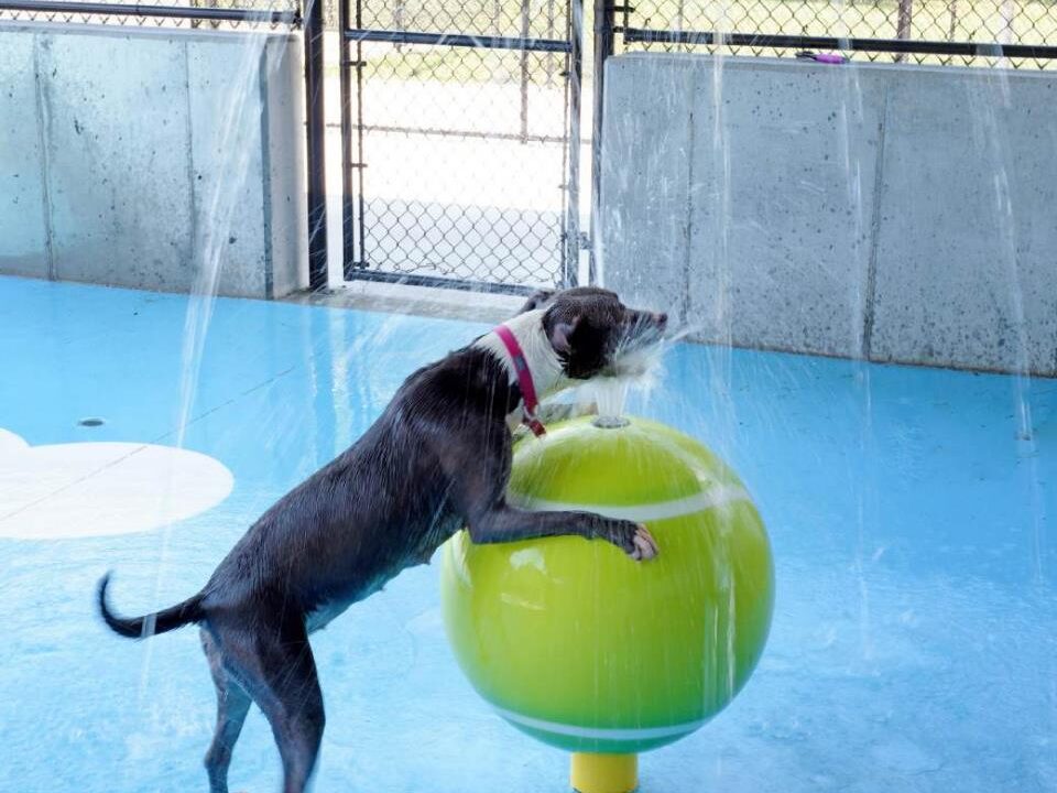 Outdoor dog water play area at Humane Society of Southwest Missouri featured in Kind News magazine