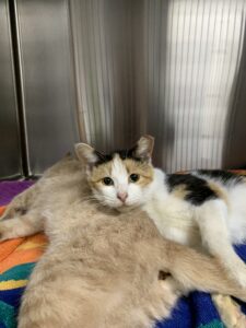 Cat and kitten helped by RedRover Responders volunteers and The Pretty Pittie Committee