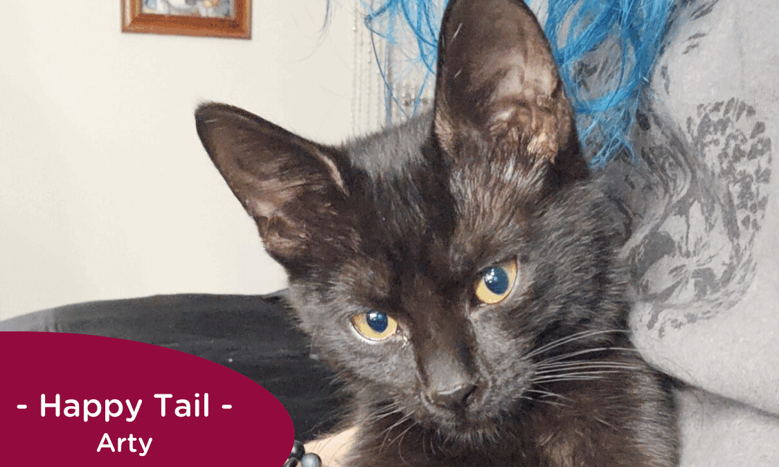 RedRover Happy Tails Logo Arty the black kitten