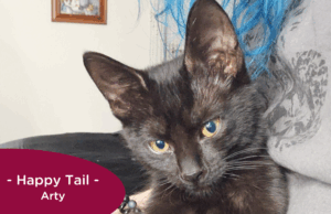 RedRover Happy Tails Logo Arty the black kitten