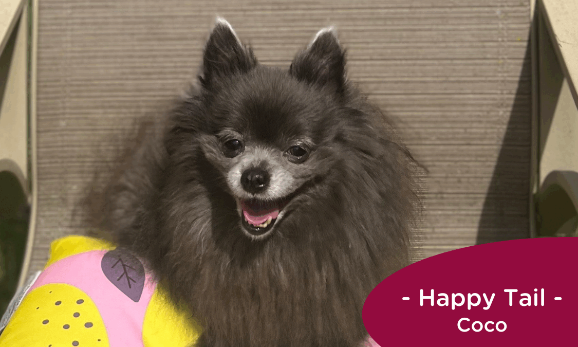 RedRover Happy Tails Logo Coco the Pomeranian