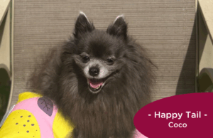 RedRover Happy Tails Logo Coco the Pomeranian