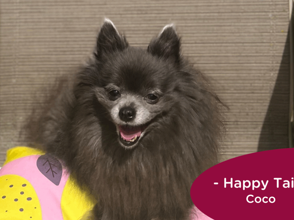 RedRover Happy Tails Logo Coco the Pomeranian