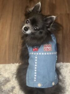 black Pomeranian dog wears denim vest