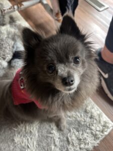 black Pomeranian dog wears pink vest