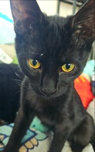 black kitten with green eyes sits on a bed