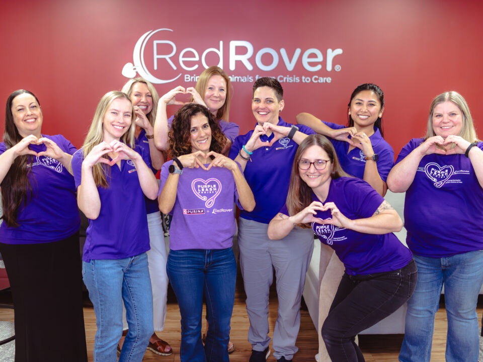 The RedRover and Purina Purple Leash Project Team poses in the RedRover office in Sacramento, California