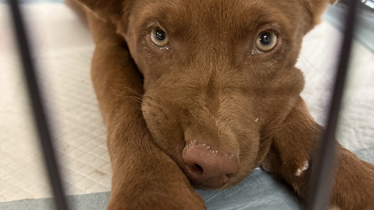 a brown dog sits in a crate during a deployment with the RedRover Responders team and Underdog - Moab