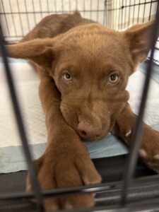a brown dog sits in a crate during a deployment with the RedRover Responders team and Underdog - Moab