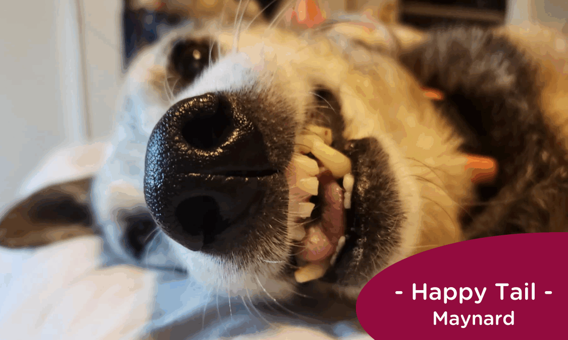 RedRover Happy Tails Logo Maynard the Dog