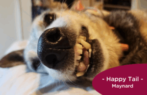 RedRover Happy Tails Logo Maynard the Dog