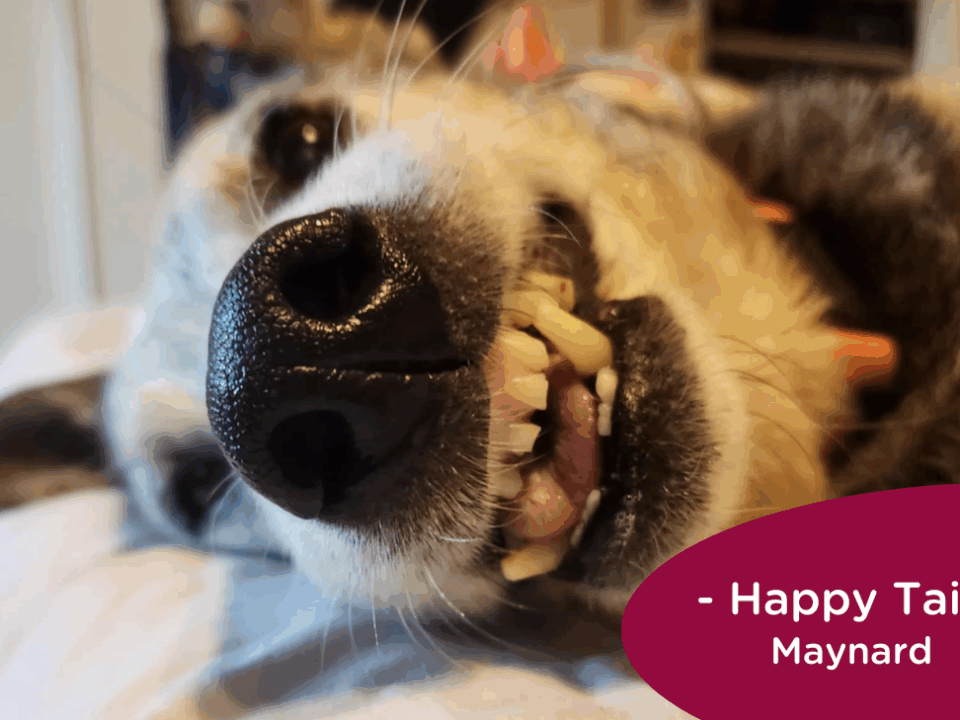RedRover Happy Tails Logo Maynard the Dog