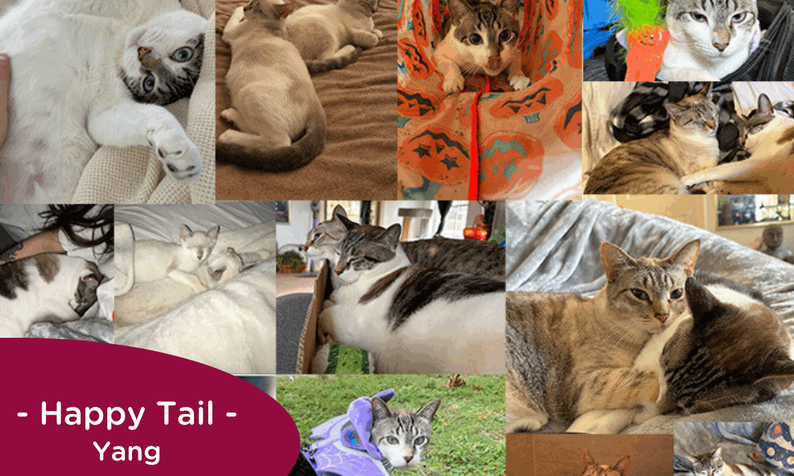 RedRover Happy Tails Logo Yang the Cat
