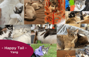 RedRover Happy Tails Logo Yang the Cat