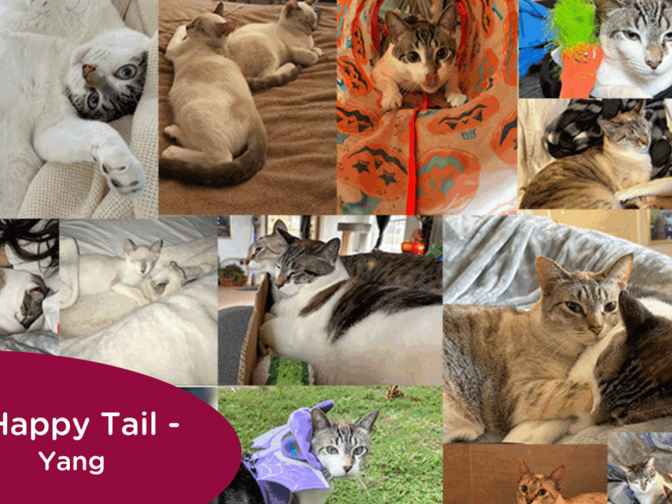 RedRover Happy Tails Logo Yang the Cat