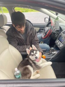 RedRover Responders Community Programs deployment - Mobile Pet Food Shelf a husky puppy sits in the car with pet parent