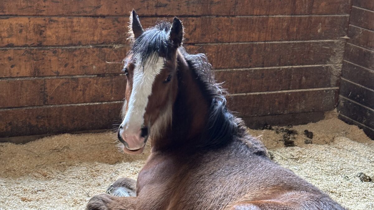 MSSPA Maine State Society for the Protection of Animals horse sits on hay inside a stable
