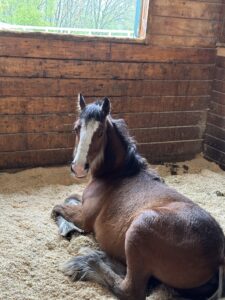 MSSPA Maine State Society for the Protection of Animals horse sits on hay inside a stable