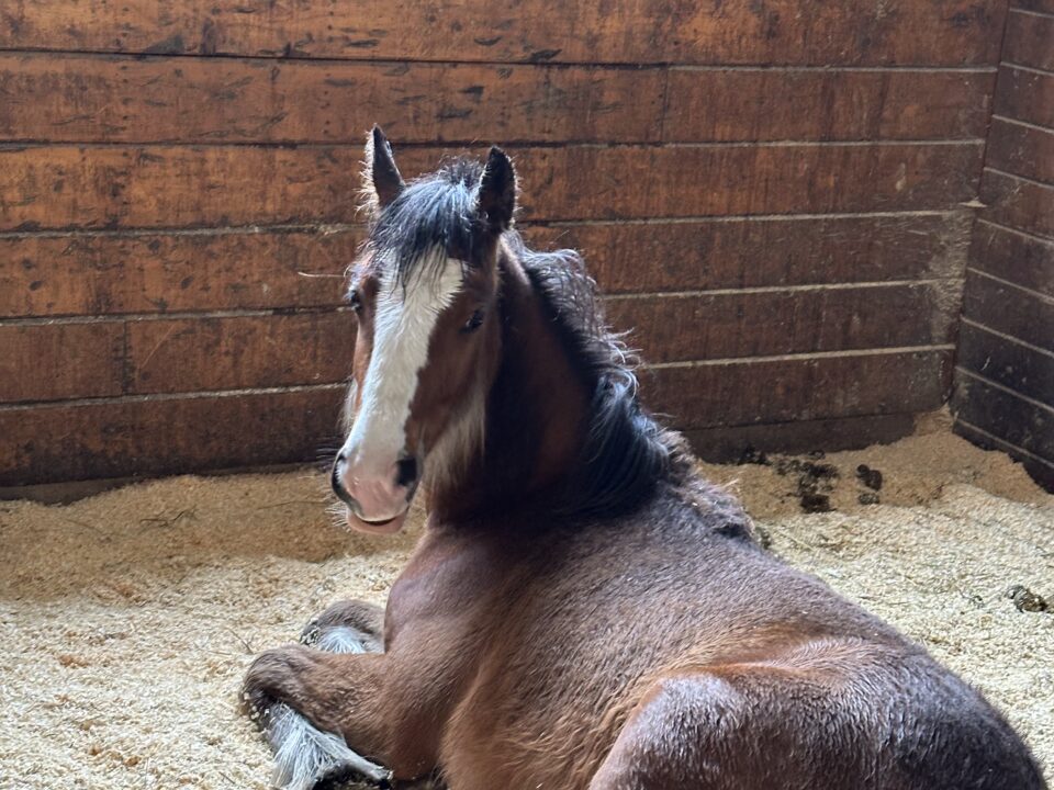 MSSPA Maine State Society for the Protection of Animals horse sits on hay inside a stable