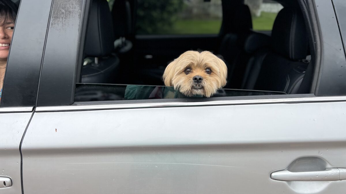 RedRover Responders Community Programs deployment - Mobile Pet Food Shelf a small terrier sits in the car