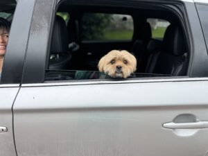 RedRover Responders Community Programs deployment - Mobile Pet Food Shelf a small terrier sits in the car
