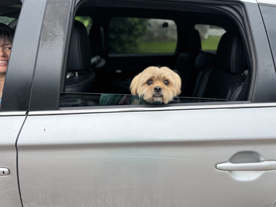 RedRover Responders Community Programs deployment - Mobile Pet Food Shelf a small terrier sits in the car