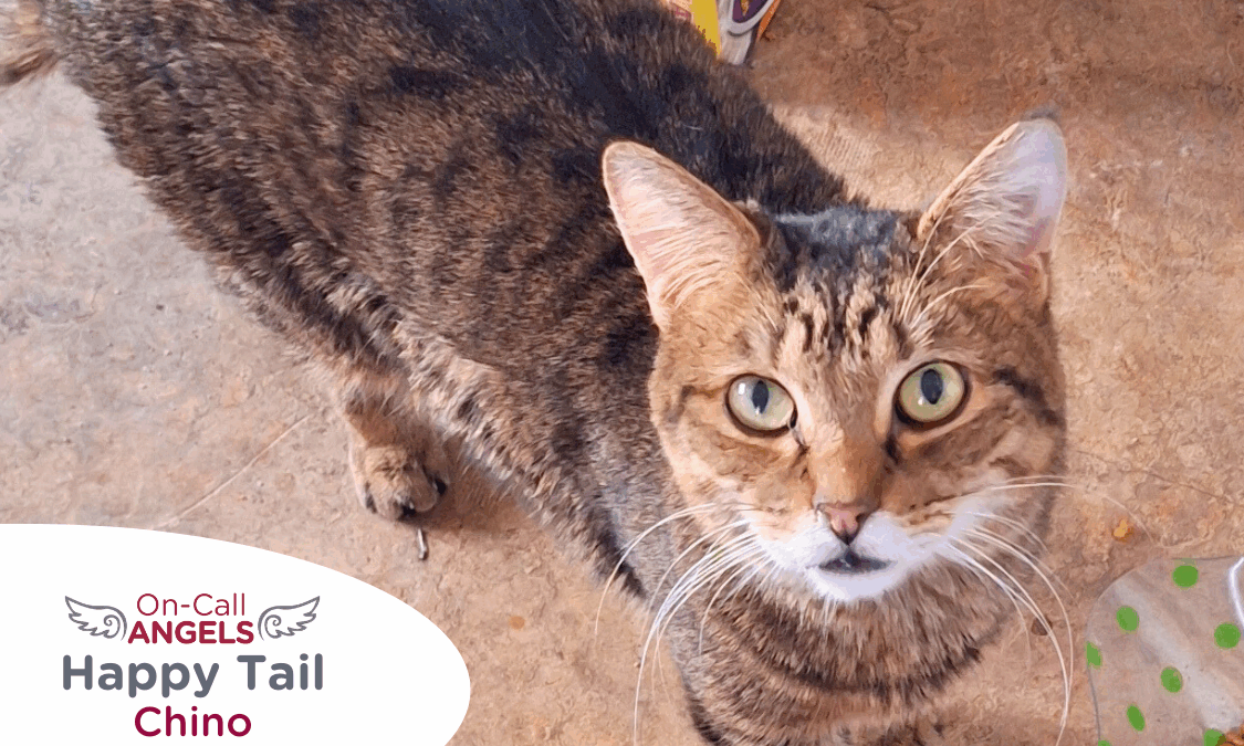 RedRover On-Call Angels Happy Tail logo Chino the tabby cat - RedRover Relief Grant Recipient