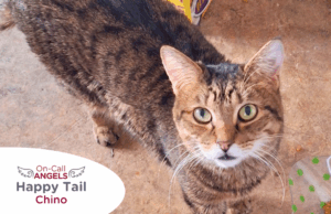 RedRover On-Call Angels Happy Tail logo Chino the tabby cat - RedRover Relief Grant Recipient