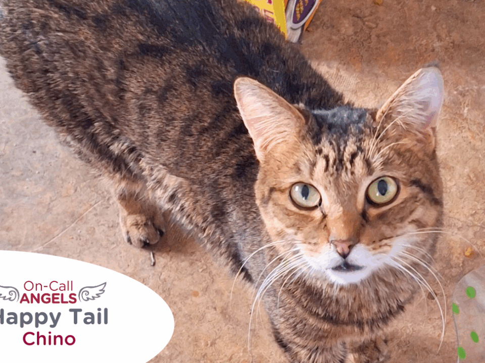 RedRover On-Call Angels Happy Tail logo Chino the tabby cat - RedRover Relief Grant Recipient