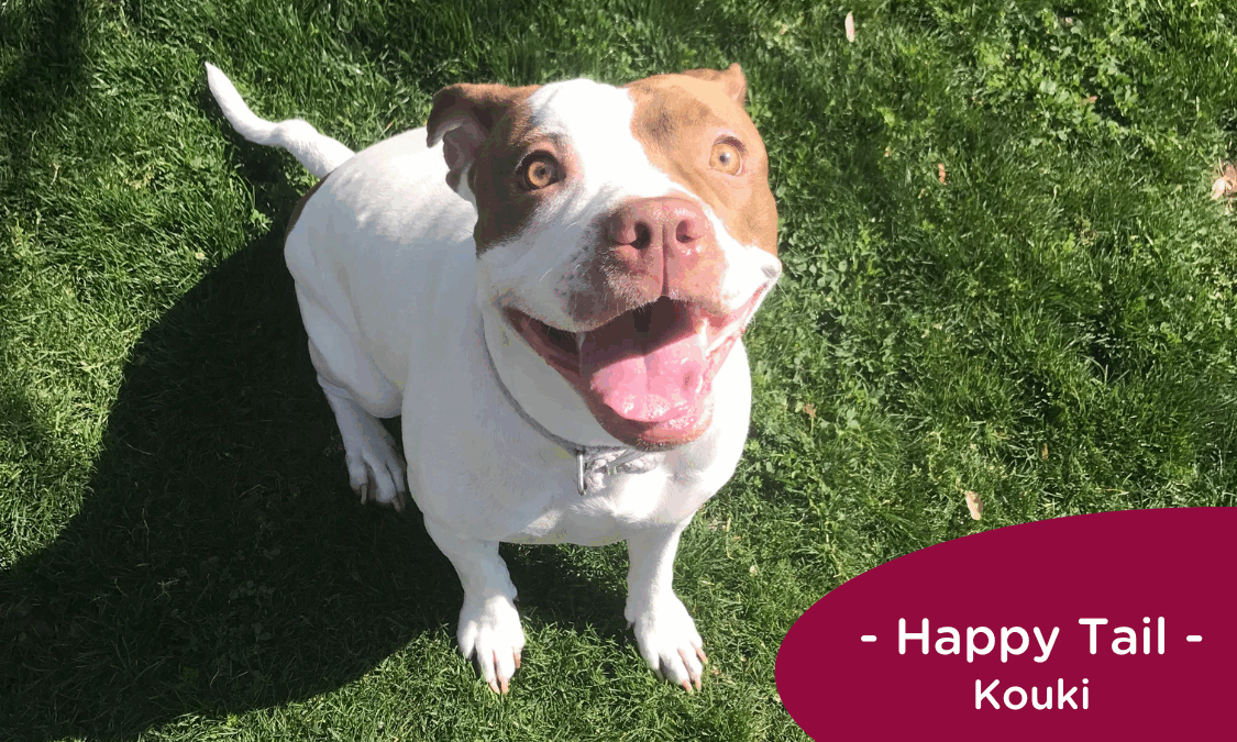 RedRover Happy Tails Logo Kouki the terrier mix