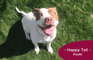 RedRover Happy Tails Logo Kouki the terrier mix