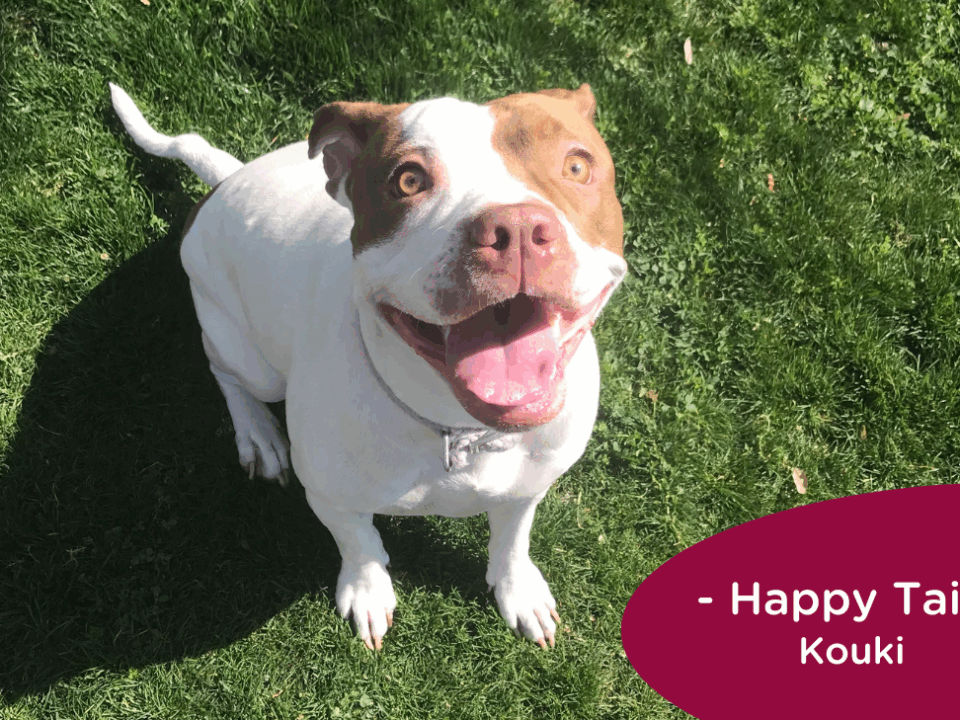 RedRover Happy Tails Logo Kouki the terrier mix