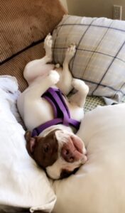 RedRover Happy Tails Kouki the terrier mix