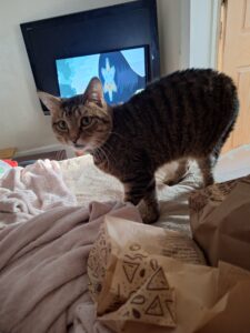 Chino the tabby cat - RedRover Relief Grant Recipient