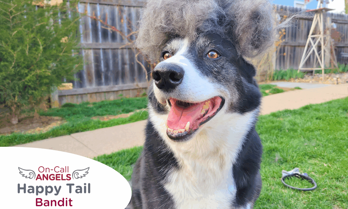 RedRover Happy Tails On-Call Angel logo Bandit the dog