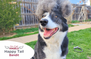 RedRover Happy Tails On-Call Angel logo Bandit the dog