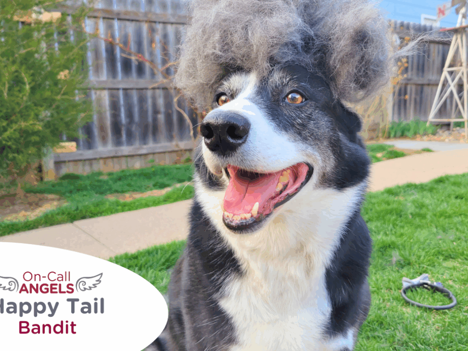 RedRover Happy Tails On-Call Angel logo Bandit the dog