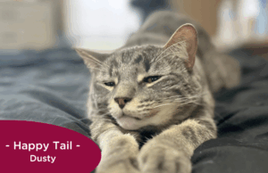 RedRover Happy Tails Logo - Dusty the cat